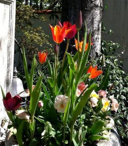 Spring Tulips 2012 at Ananda